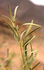 Ectadium virgatum