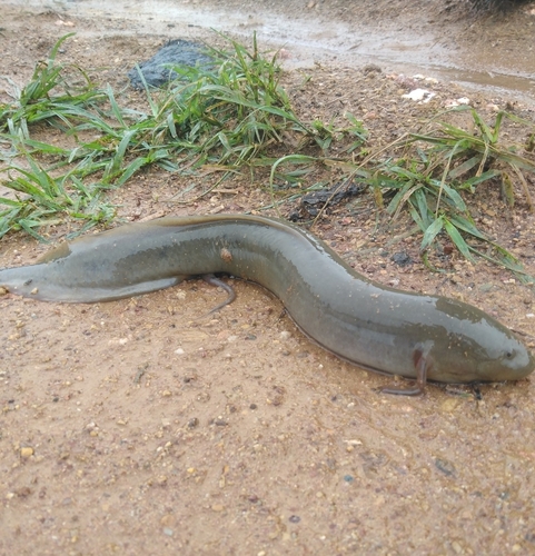 West-Afrikaanse longvis (Protopterus annectens) — Protopteridae — 2