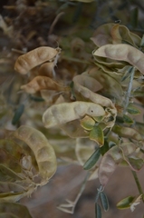 Lessertia falciformis