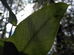 Eucalyptus brookeriana