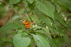 Lycorea halia atergatis