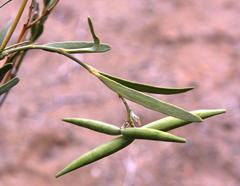 Ectadium virgatum