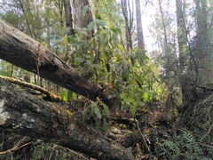 Eucalyptus brookeriana