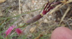 Dianthus bolusii