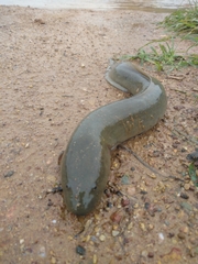 Protopterus annectens