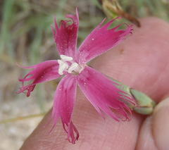 Dianthus bolusii