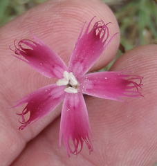 Dianthus bolusii