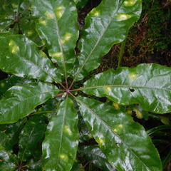 Powellia schefflericola