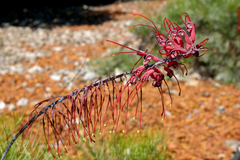 Grevillea dryandri