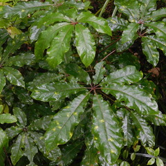 Powellia schefflericola