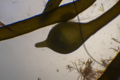 Sirophysalis trinodis