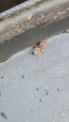 Intruda signata