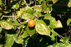Petalostigma pubescens