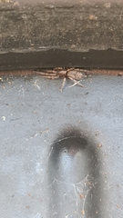 Intruda signata