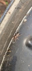 Intruda signata