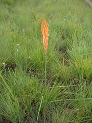 Kniphofia angustifolia