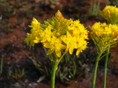 Bulbine capitata