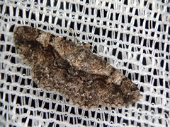 Satoblephara parvularia