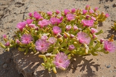 Mesembryanthemum hypertrophicum
