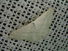 Scopula epiorrhoe