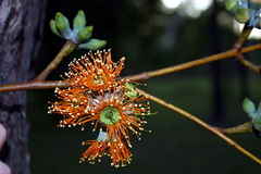Eucalyptus miniata