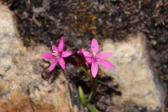 Thereianthus minutus