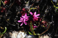 Thereianthus minutus
