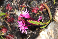 Thereianthus minutus