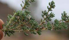 Frankenia pulverulenta
