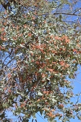 Plicosepalus undulatus