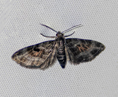 Eupithecia albibaltea