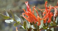 Plicosepalus undulatus