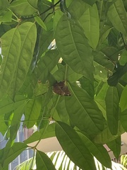 Doleschallia bisaltide