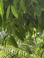 Doleschallia bisaltide