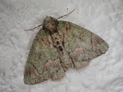 Dindica virescens