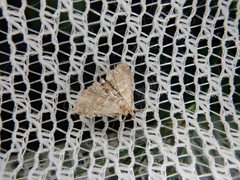 Elophila turbata