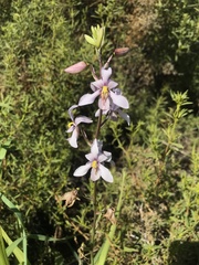 Cyanella orchidiformis