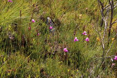 Disa racemosa