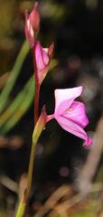 Disa racemosa