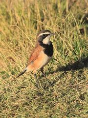 Oenanthe pileata pileata