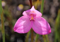 Disa racemosa