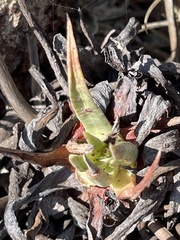 Dudleya cultrata
