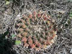 Mammillaria meiacantha