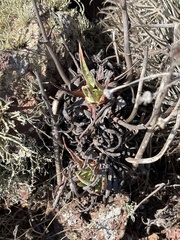 Dudleya cultrata