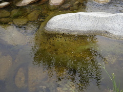 Bufotes pewzowi