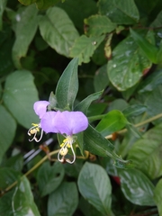 Commelina undulata