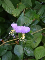 Commelina undulata