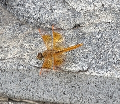 Brachythemis contaminata