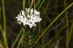 Epacris paludosa