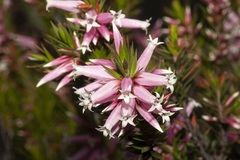 Epacris calvertiana versicolor